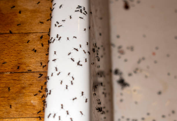 Best Spider Control Near Me  in South Padre Island, TX
