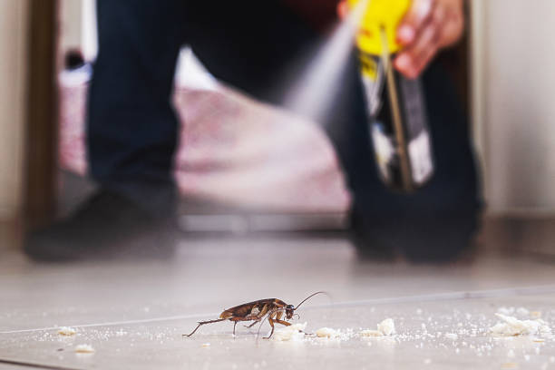 Best Pest Control Near Me in South Padre Island, TX